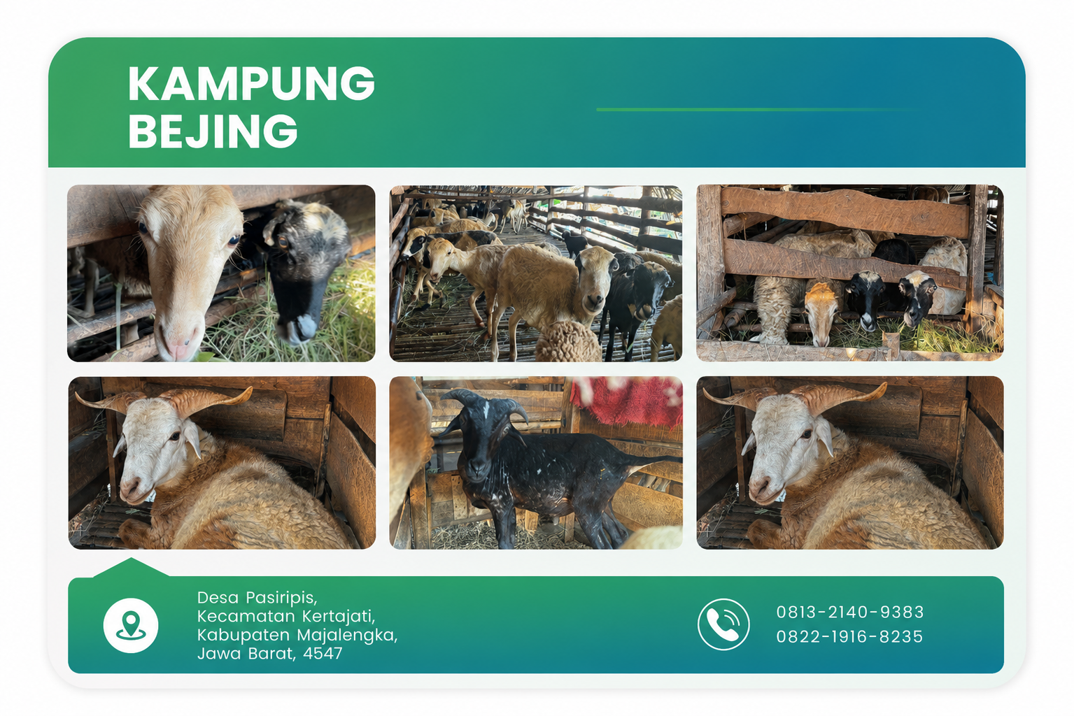 Domba dan Kambing Kampung Beijing