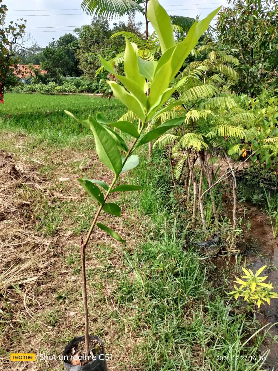 kripik
